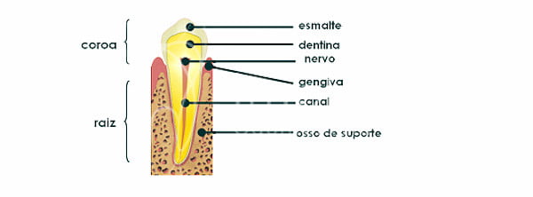 estruturas anatomicas do dente natural: coroa, raiz, canais, osso, gengiva